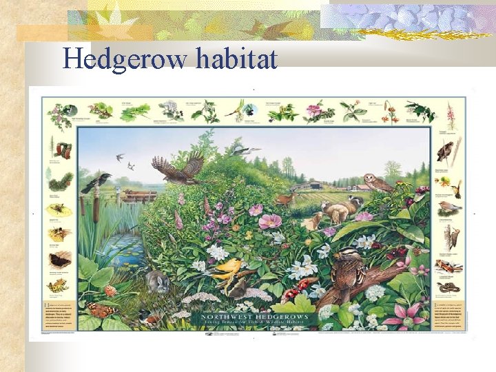 Hedgerow habitat 