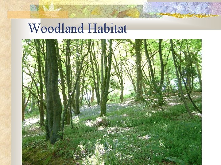 Woodland Habitat 