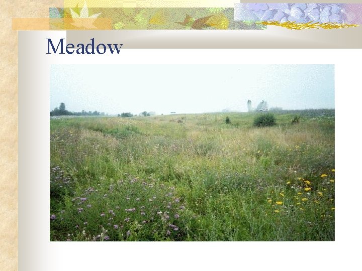 Meadow 