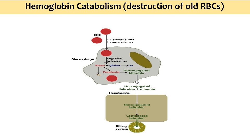 Hemoglobin Catabolism (destruction of old RBCs) 