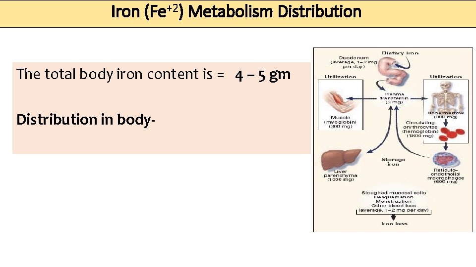 Iron (Fe+2) Metabolism Distribution The total body iron content is = 4 – 5