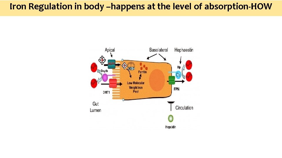 Iron Regulation in body –happens at the level of absorption-HOW 