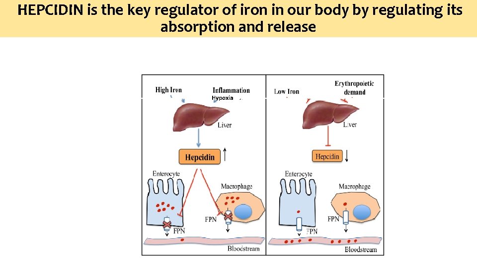 HEPCIDIN is the key regulator of iron in our body by regulating its absorption