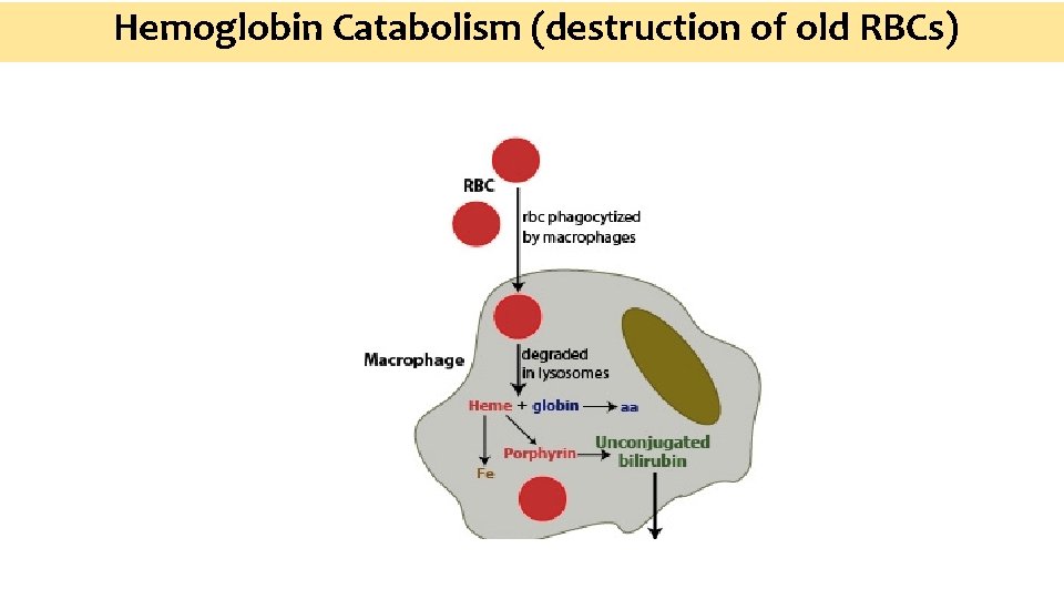 Hemoglobin Catabolism (destruction of old RBCs) 