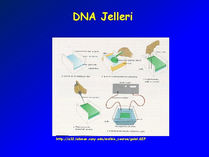 DNA Jelleri http: //a 32. lehman. cuny. edu/molbio_course/gelel. GIF 