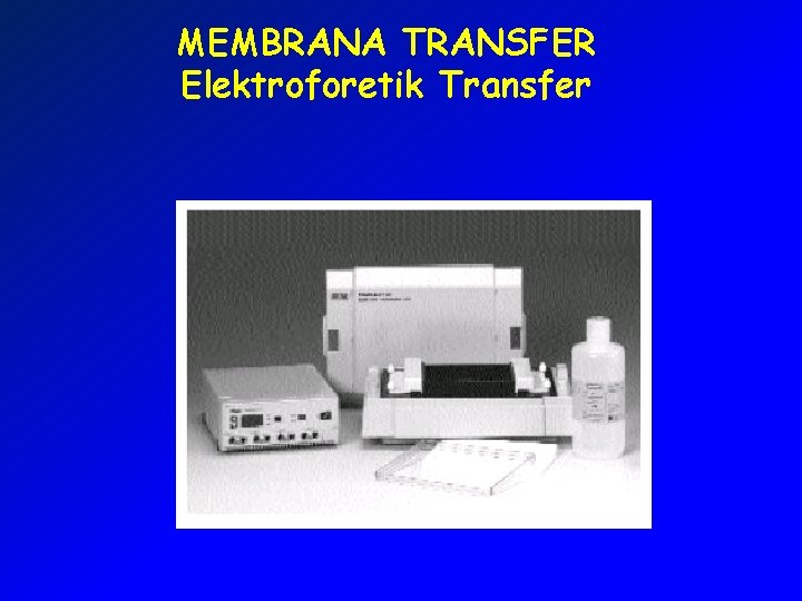 MEMBRANA TRANSFER Elektroforetik Transfer 