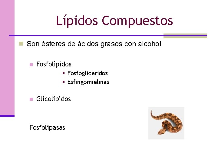 Lípidos Compuestos n Son ésteres de ácidos grasos con alcohol. n Fosfolipídos § Fosfogliceridos