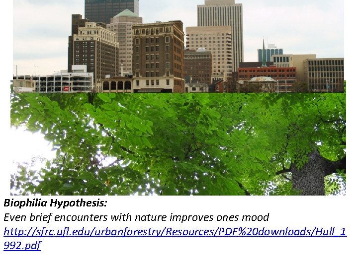 Biophilia Hypothesis: Even brief encounters with nature improves ones mood http: //sfrc. ufl. edu/urbanforestry/Resources/PDF%20