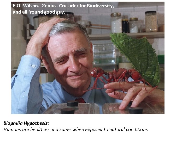 E. O. Wilson. Genius, Crusader for Biodiversity, and all ‘round good guy. Biophilia Hypothesis: