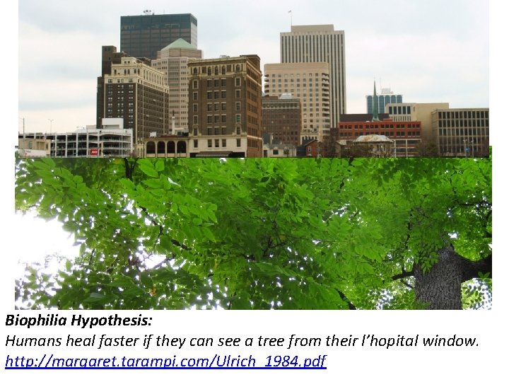 Biophilia Hypothesis: Humans heal faster if they can see a tree from their l’hopital
