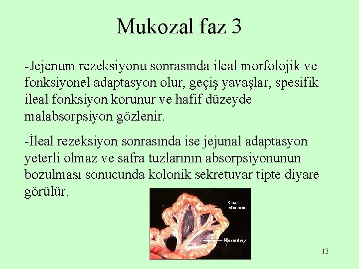 Mukozal faz 3 -Jejenum rezeksiyonu sonrasında ileal morfolojik ve fonksiyonel adaptasyon olur, geçiş yavaşlar,