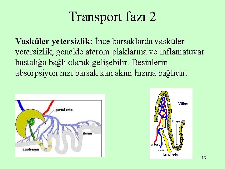 Transport fazı 2 Vasküler yetersizlik: İnce barsaklarda vasküler yetersizlik, genelde aterom plaklarına ve inflamatuvar