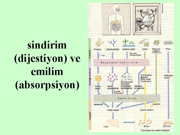 sindirim (dijestiyon) ve emilim (absorpsiyon) 2 