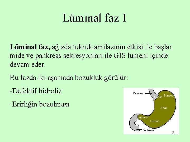 Lüminal faz 1 Lüminal faz, ağızda tükrük amilazının etkisi ile başlar, mide ve pankreas