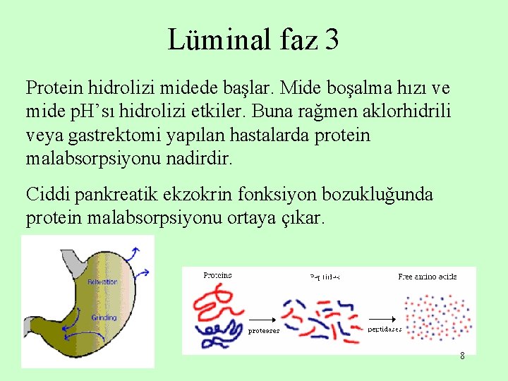 Lüminal faz 3 Protein hidrolizi midede başlar. Mide boşalma hızı ve mide p. H’sı