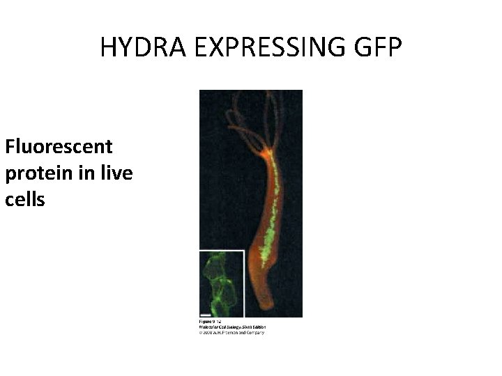 HYDRA EXPRESSING GFP Fluorescent protein in live cells HYDRA EXPRESSING GFP Fluorescent protein in live cells