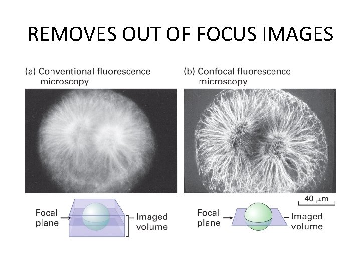 REMOVES OUT OF FOCUS IMAGES REMOVES OUT OF FOCUS IMAGES
