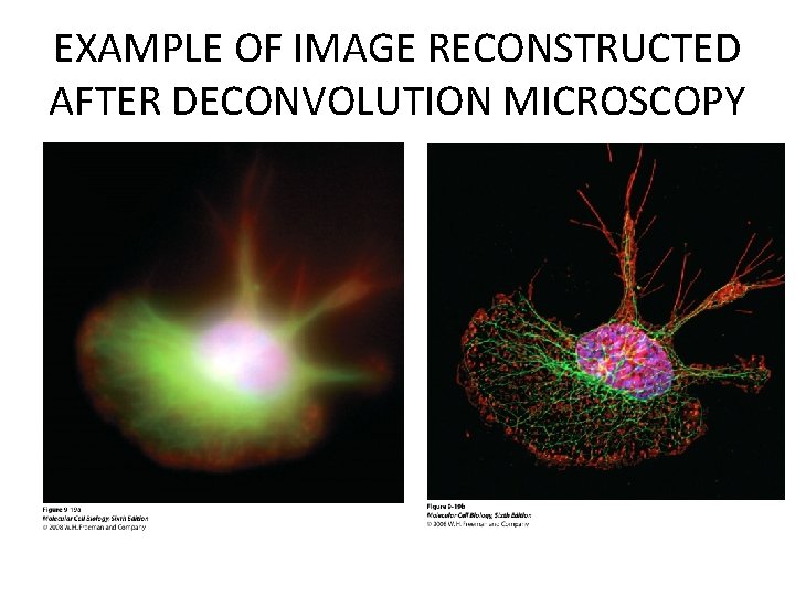 EXAMPLE OF IMAGE RECONSTRUCTED AFTER DECONVOLUTION MICROSCOPY EXAMPLE OF IMAGE RECONSTRUCTED AFTER DECONVOLUTION MICROSCOPY