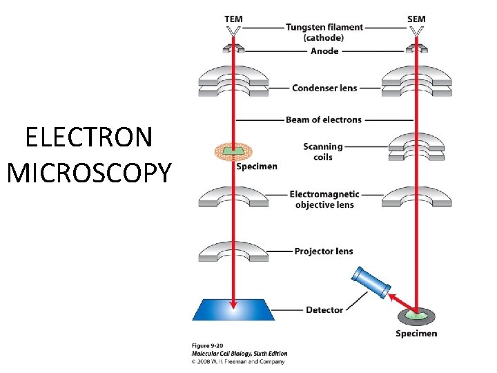 ELECTRON MICROSCOPY ELECTRON MICROSCOPY