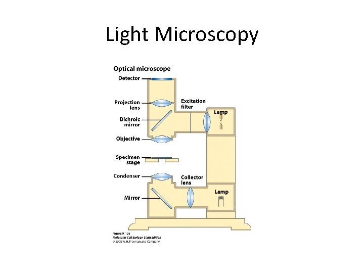 Light Microscopy Light Microscopy