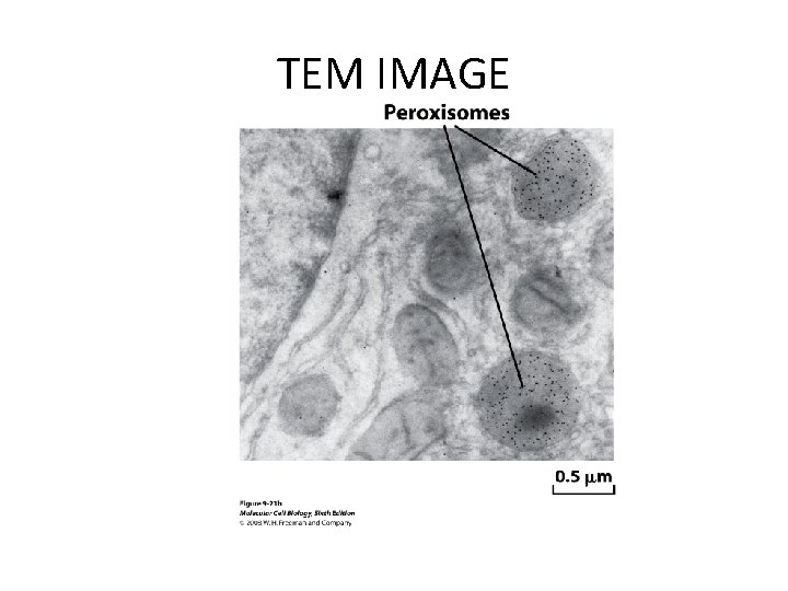 TEM IMAGE TEM IMAGE