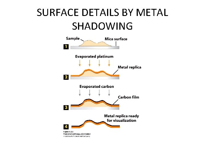 SURFACE DETAILS BY METAL SHADOWING SURFACE DETAILS BY METAL SHADOWING