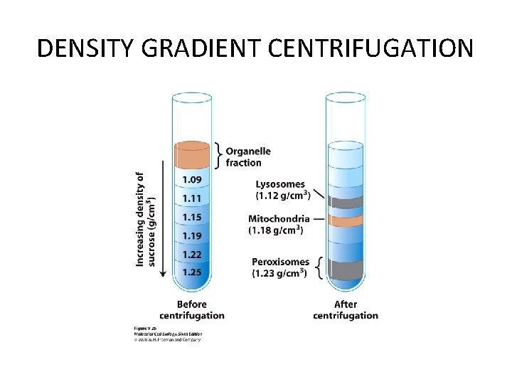 DENSITY GRADIENT CENTRIFUGATION DENSITY GRADIENT CENTRIFUGATION