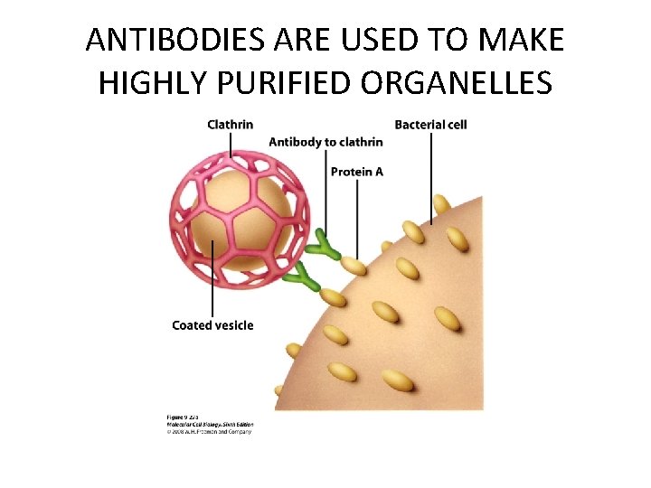 ANTIBODIES ARE USED TO MAKE HIGHLY PURIFIED ORGANELLES ANTIBODIES ARE USED TO MAKE HIGHLY PURIFIED ORGANELLES