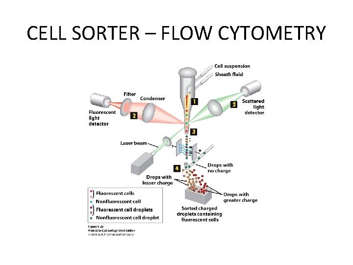 CELL SORTER – FLOW CYTOMETRY CELL SORTER – FLOW CYTOMETRY