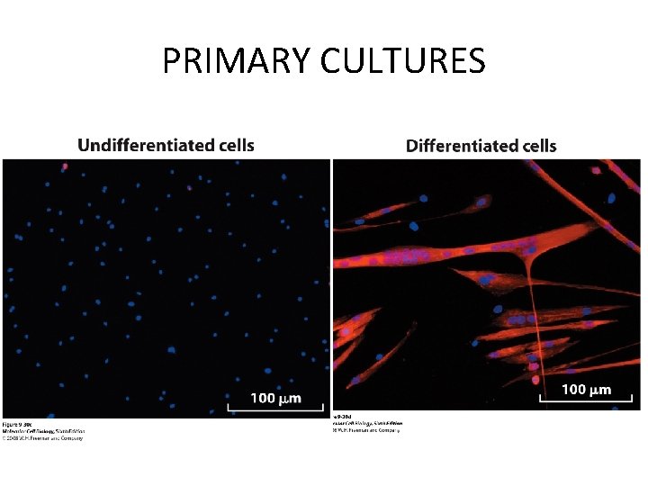 PRIMARY CULTURES PRIMARY CULTURES