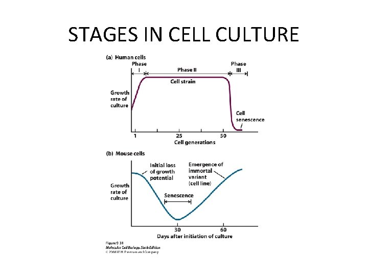 STAGES IN CELL CULTURE STAGES IN CELL CULTURE