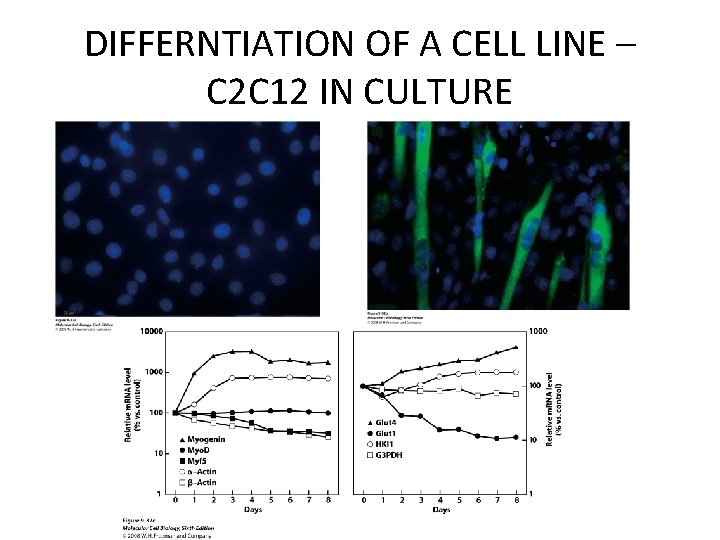 DIFFERNTIATION OF A CELL LINE – C 2 C 12 IN CULTURE DIFFERNTIATION OF A CELL LINE – C 2 C 12 IN CULTURE