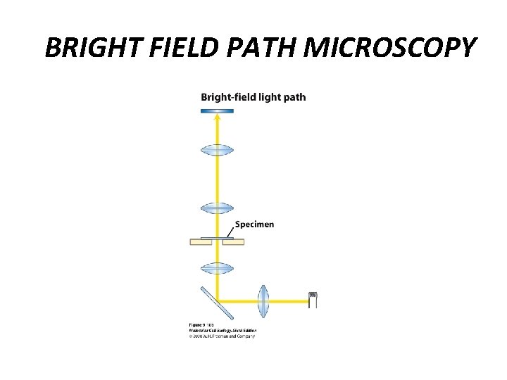 BRIGHT FIELD PATH MICROSCOPY BRIGHT FIELD PATH MICROSCOPY