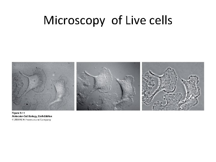 Microscopy of Live cells Microscopy of Live cells