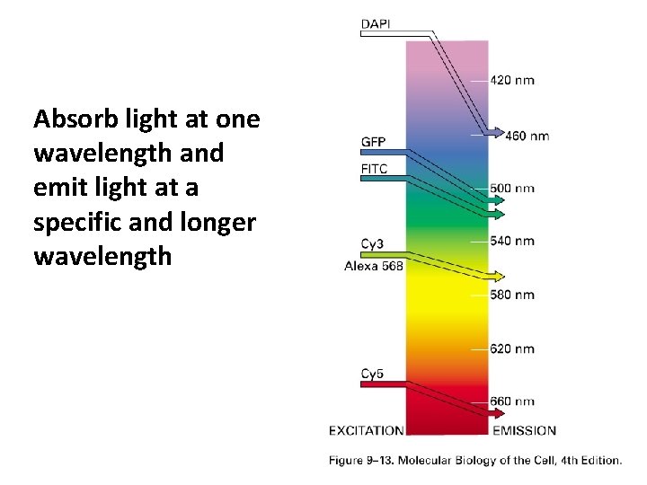 Absorb light at one wavelength and emit light at a specific and longer wavelength Absorb light at one wavelength and emit light at a specific and longer wavelength