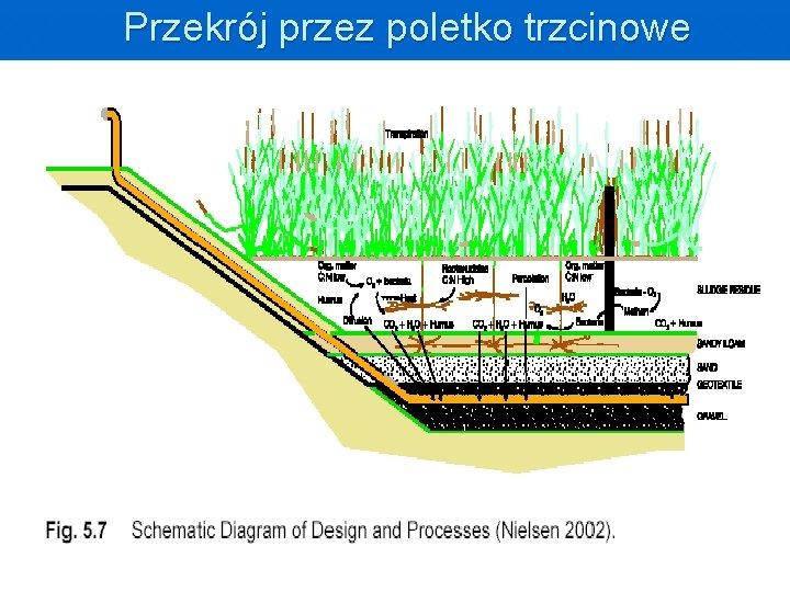 Przekrój przez poletko trzcinowe 