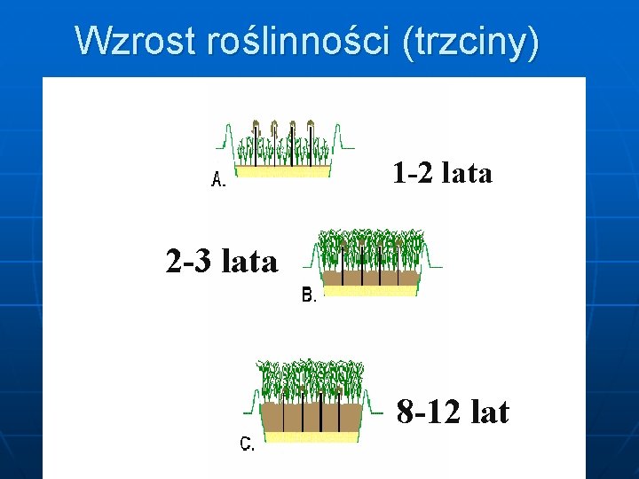 Wzrost roślinności (trzciny) 1 -2 lata 2 -3 lata 8 -12 lat 