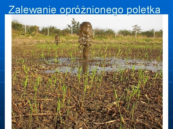 Zalewanie opróżnionego poletka 