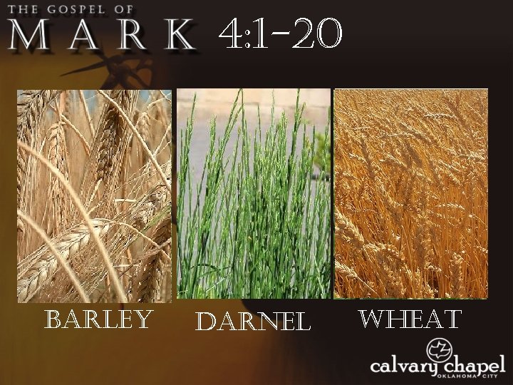 4: 1 -20 barley darnel wheat 
