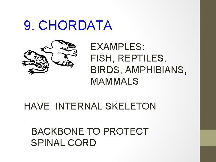 9. CHORDATA EXAMPLES: FISH, REPTILES, BIRDS, AMPHIBIANS, MAMMALS HAVE INTERNAL SKELETON BACKBONE TO PROTECT