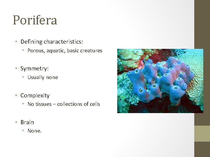 Porifera • Defining characteristics: • Porous, aquatic, basic creatures • Symmetry: • Usually none