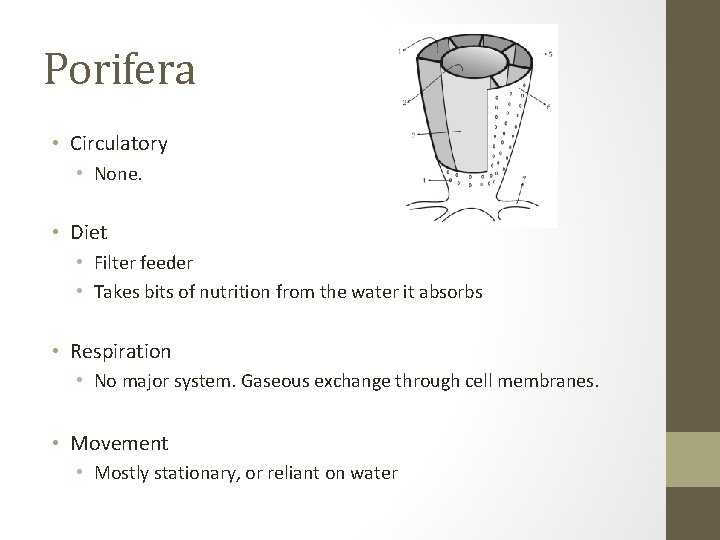 Porifera • Circulatory • None. • Diet • Filter feeder • Takes bits of