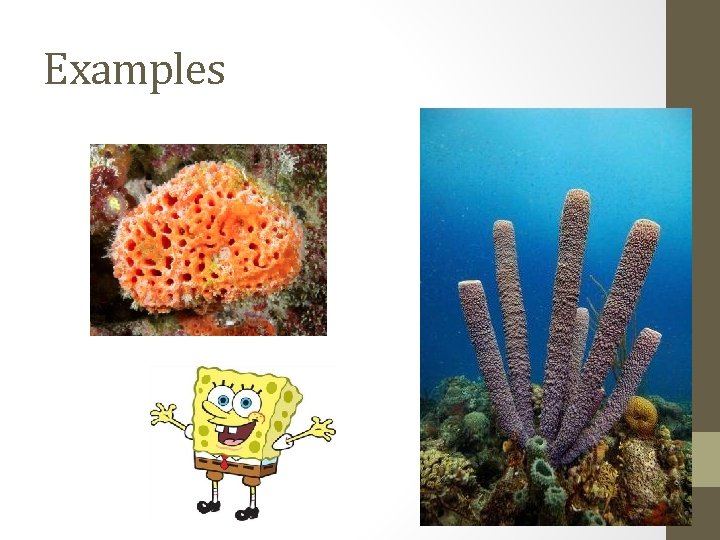 Examples 