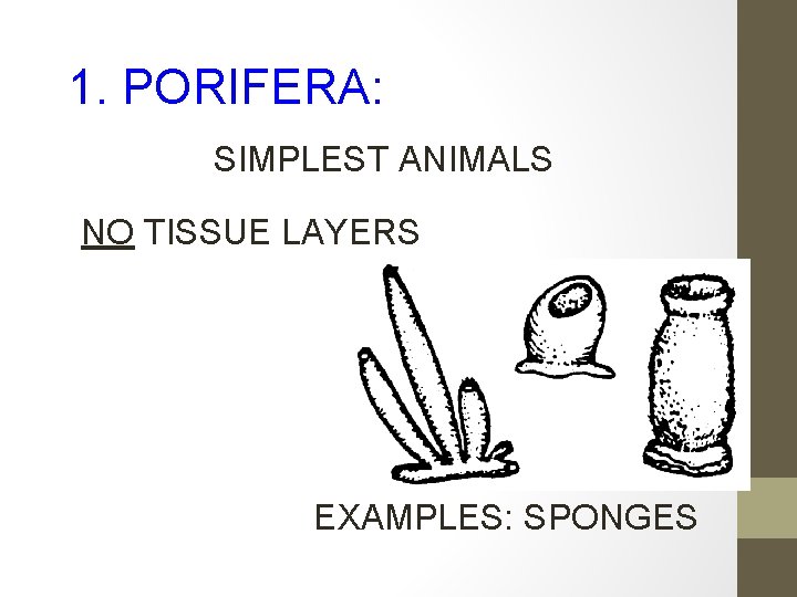 1. PORIFERA: SIMPLEST ANIMALS NO TISSUE LAYERS EXAMPLES: SPONGES 