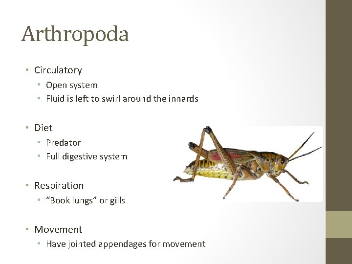 Arthropoda • Circulatory • Open system • Fluid is left to swirl around the