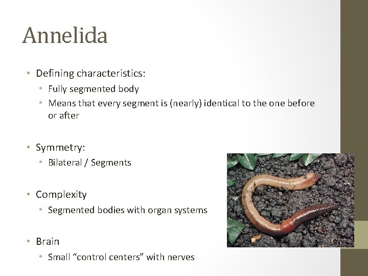 Annelida • Defining characteristics: • Fully segmented body • Means that every segment is