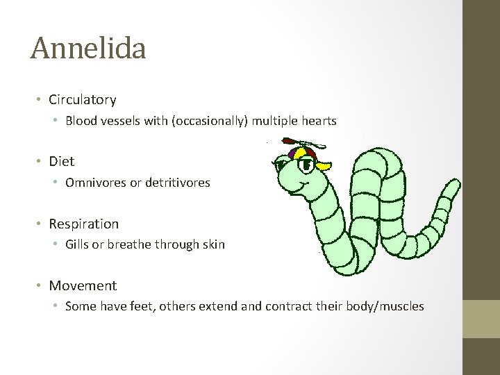 Annelida • Circulatory • Blood vessels with (occasionally) multiple hearts • Diet • Omnivores