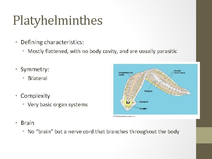 Platyhelminthes • Defining characteristics: • Mostly flattened, with no body cavity, and are usually