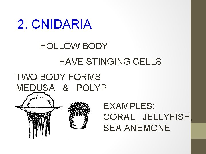 2. CNIDARIA HOLLOW BODY HAVE STINGING CELLS TWO BODY FORMS MEDUSA & POLYP EXAMPLES: