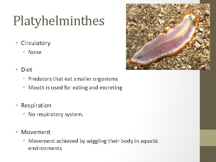 Platyhelminthes • Circulatory • None • Diet • Predators that eat smaller organisms •